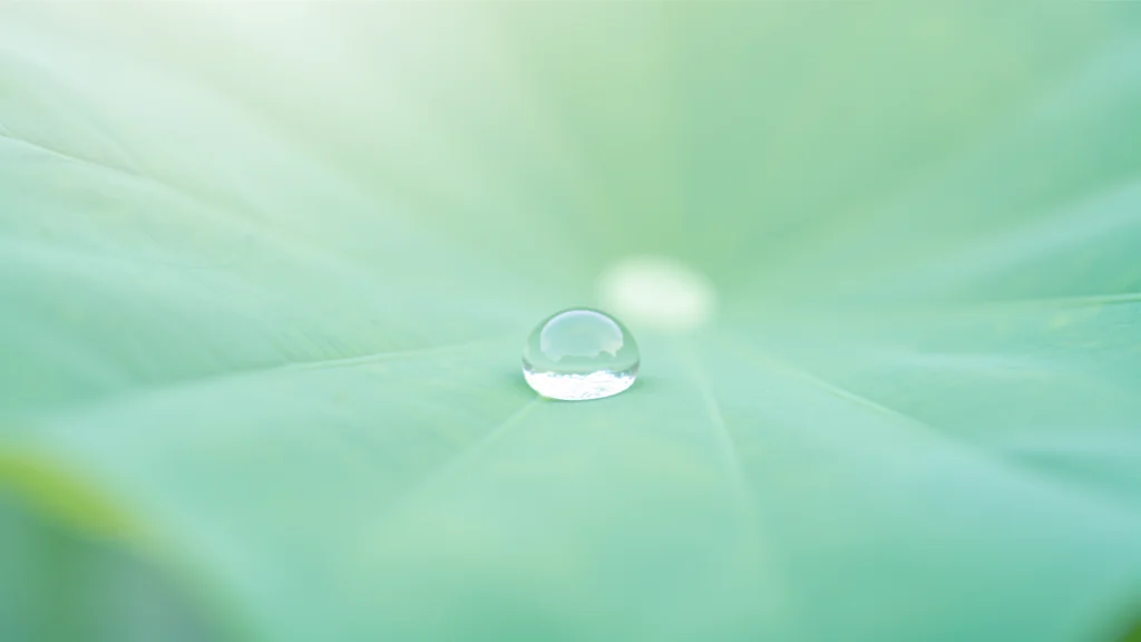 Rinko Kawauchi — Illuminance : quand la photographie contemporaine fait de l'ordinaire un poème